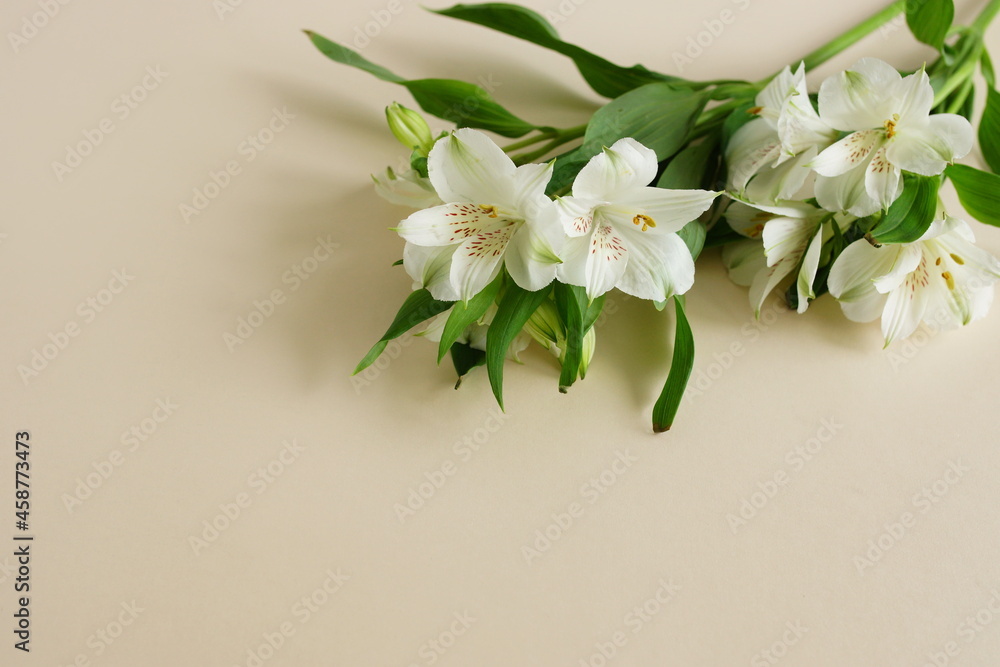Flowers background with copy space. White flowers bouquet on beige background top view . Flowers template Flowers background with copy space. White flowers bouquet on beige background top view . Flowers template