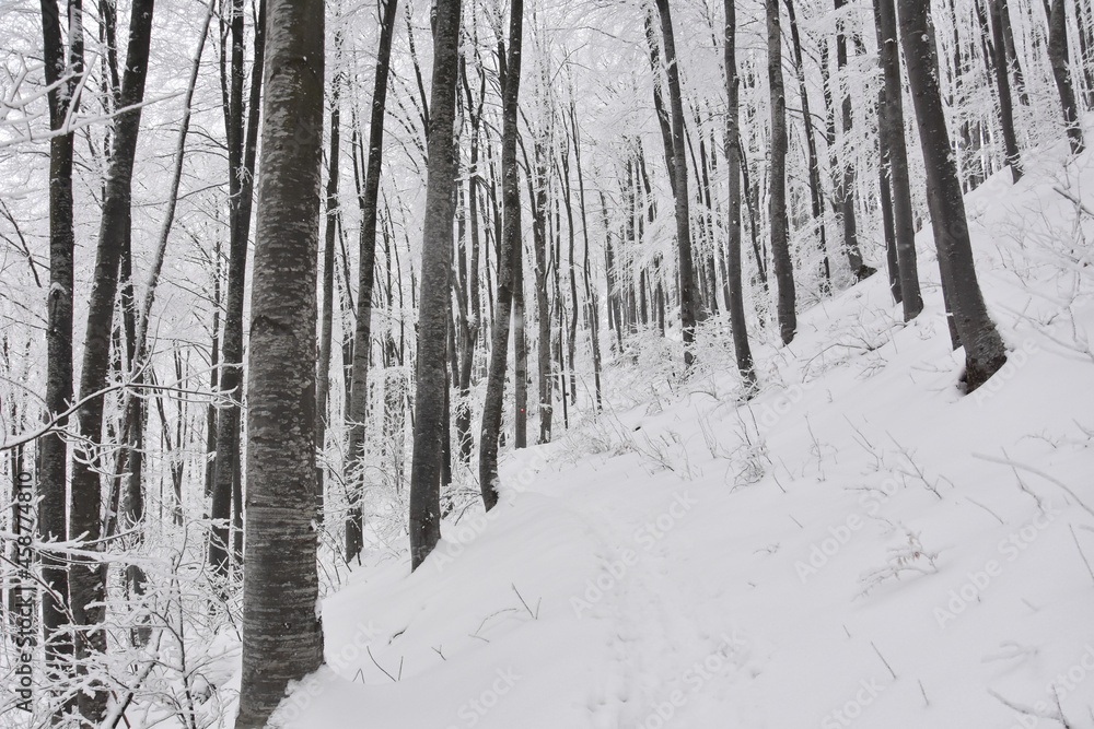 Winter Forest Landscape. Snow on trees in mountain forest. Concept of winter and snow Winter Forest Landscape. Snow on trees in mountain forest. Concept of winter and snow