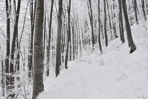 Winter Forest Landscape. Snow on trees in mountain forest. Concept of winter and snow © Ivan