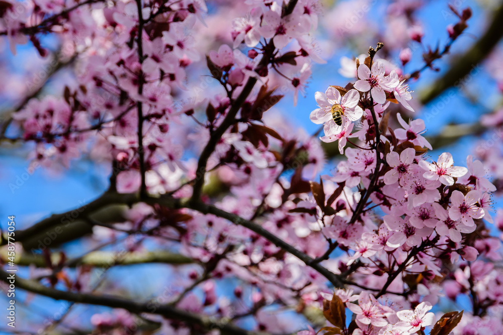 Fototapeta premium Pink blossoms in springtime on blue sky background
