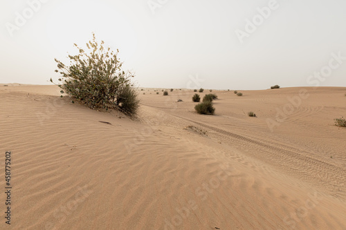 Green bushes on the dunes in the desert near Dubai, United Arab Emirates