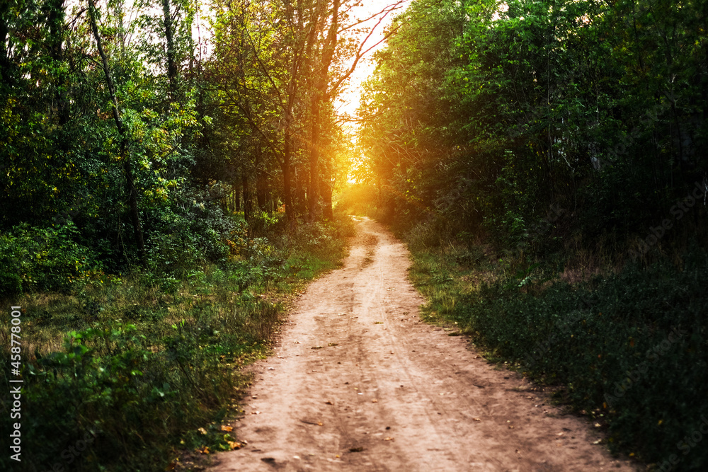 beautiful sunset light in the forest among the trees. trail in the autumn forest at the zokhod of the sun. wild nature beautiful sunset light in the forest among the trees. trail in the autumn forest at the zokhod of the sun. wild nature