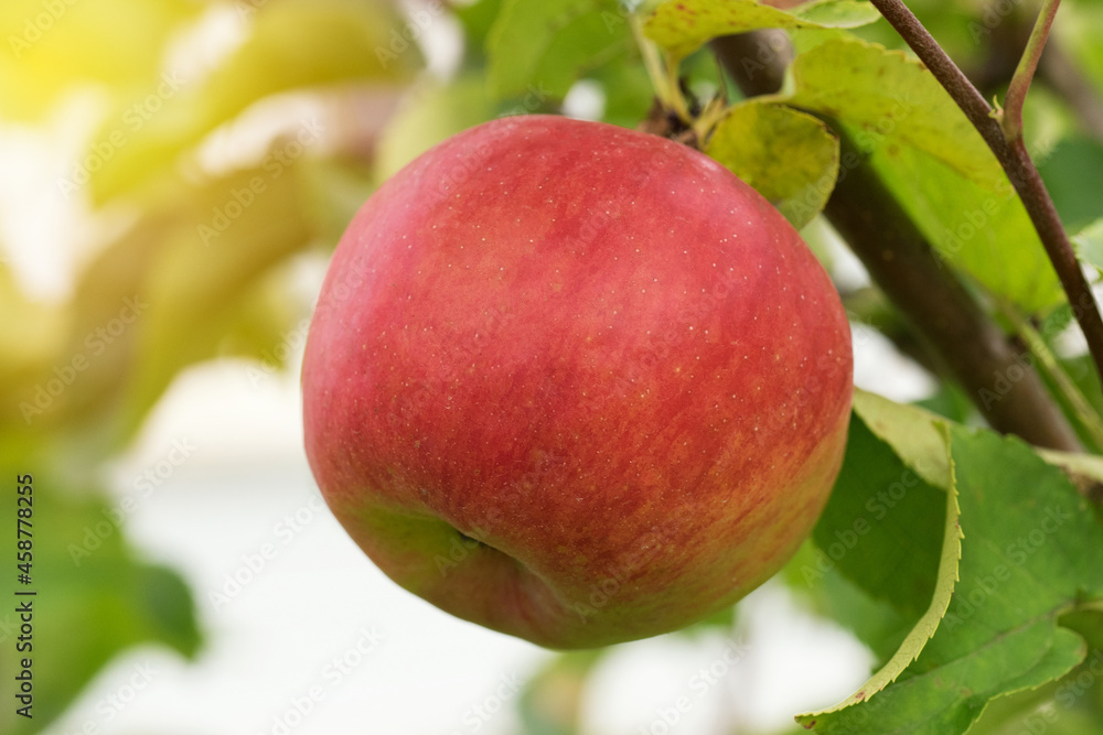 Red apple on a tree branch in the rays of the setting sun Red apple on a tree branch in the rays of the setting sun