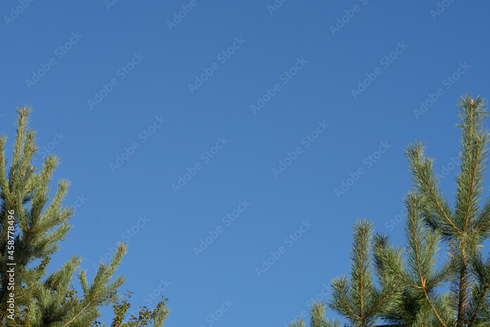 Clear blue sky against the background of branches of two young green pine trees Clear blue sky against the background of branches of two young green pine trees