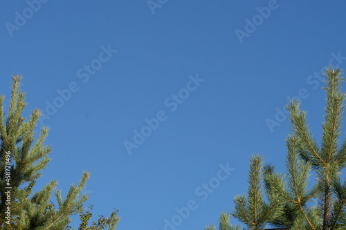 Clear blue sky against the background of branches of two young green pine trees