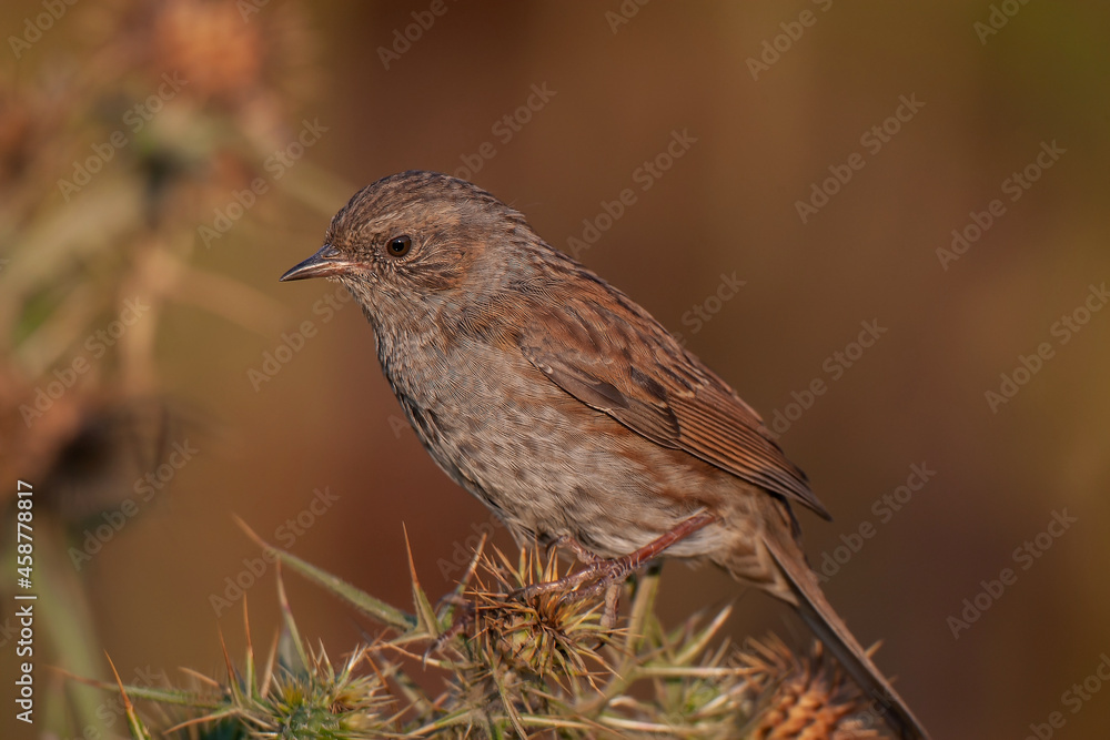 Side profile view of Dunnock (Prunella modularis) perched on a flower