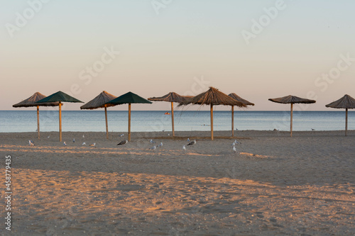 Seagulls and albatrosses walk along the evening beach among beach umbrellas