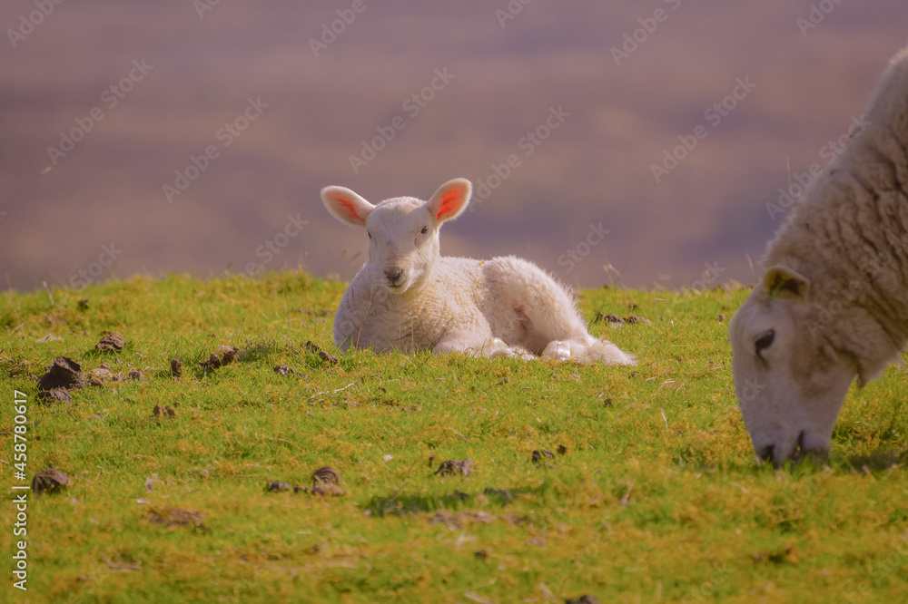 Fototapeta premium Lamb and Mum