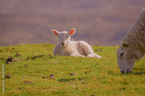 Lamb and Mum