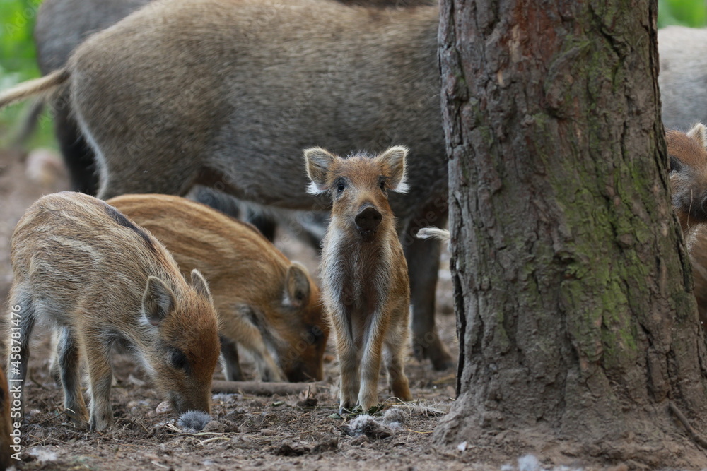 Aufmerksames Frischling