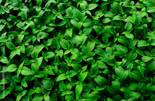 abstract backdrop or fresh green leaves texture background, monsoon mood