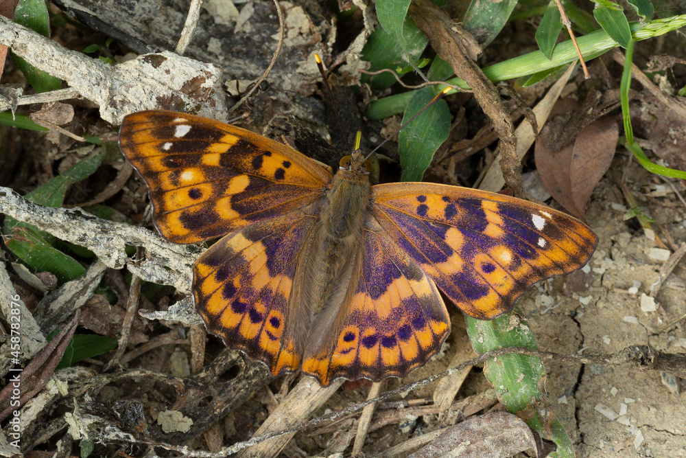 Obraz premium Dark green fritillary