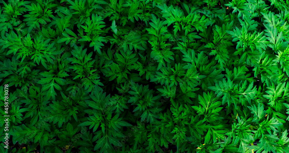 abstract backdrop or fresh green leaves texture background, monsoon mood abstract backdrop or fresh green leaves texture background, monsoon mood