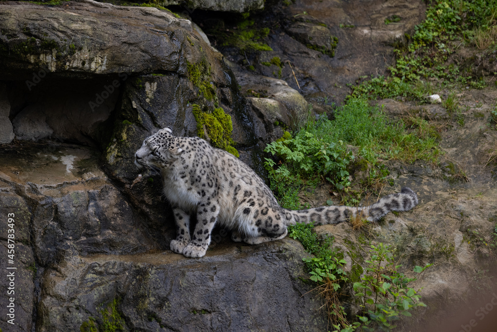 Wonderful snow leopard is relaxing on the rock and looking for food. A majestic animal with an amazing fur. Beautiful day with the snow leopards. Wonderful snow leopard is relaxing on the rock and looking for food. A majestic animal with an amazing fur. Beautiful day with the snow leopards.