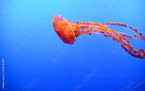 orange jellyfish © porbital