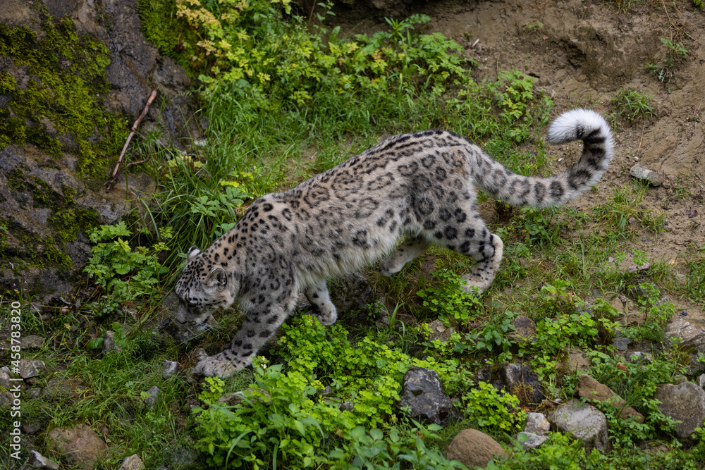 Obraz premium Wonderful snow leopard is relaxing on the rock and looking for food. A majestic animal with an amazing fur. Beautiful day with the snow leopards.