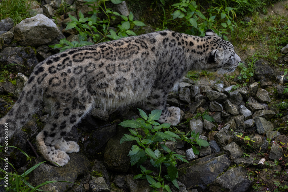 Wonderful snow leopard is relaxing on the rock and looking for food. A majestic animal with an amazing fur. Beautiful day with the snow leopards.