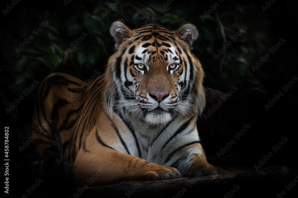 A tiger looks calmly and calmly, an Amur tiger at  darkness