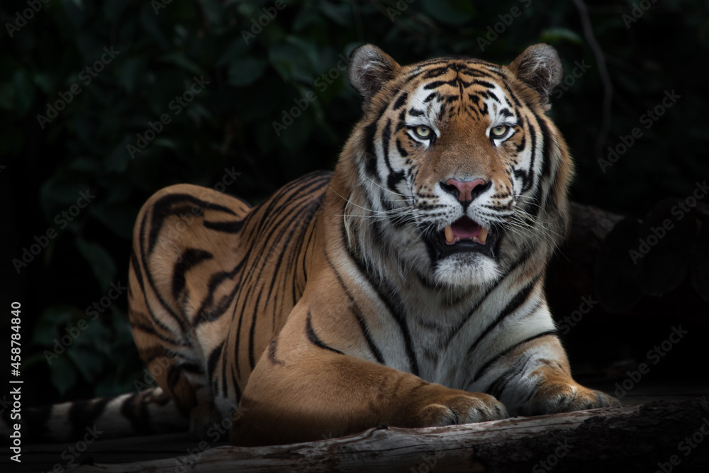Obraz premium Tiger sitting quietly opening its mouth, Amur tiger, black background stick in the dark background leaves