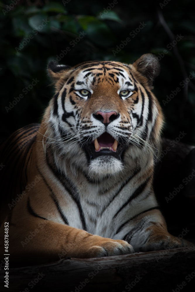 Fanged mouth ajar sitting tiger, Amur tiger, black background stick in the dark background leaves