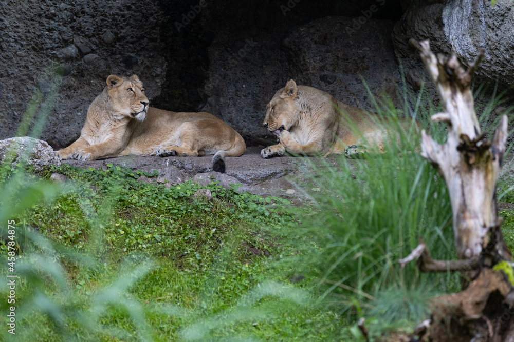 Two lions are sleeping and watching the viewers and waiting for their food. Amazing pair of lion just relaxing in the savanna. Majestic animal in the nature. Two lions are sleeping and watching the viewers and waiting for their food. Amazing pair of lion just relaxing in the savanna. Majestic animal in the nature.