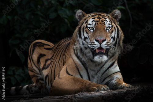 Tiger sitting quietly opening its mouth  Amur tiger  black background stick in the dark background  leaves