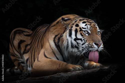 Amur tiger on a black background on a tree trunk, a log A powerful red tiger licks its paw a red tongue,
