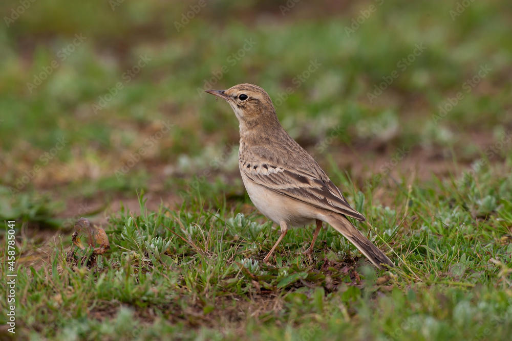 Tawny Pipit (Anthus campestris) perched on grass Tawny Pipit (Anthus campestris) perched on grass