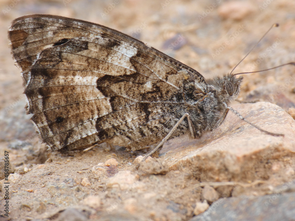 Fototapeta premium Farfalla