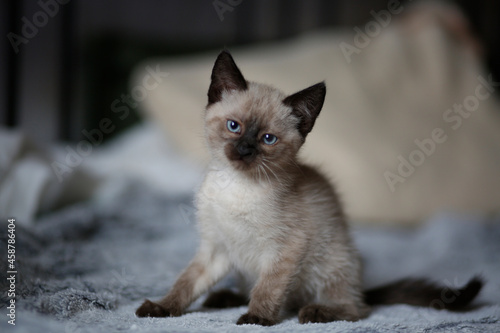 Pięny mały kotek syjamski z niebieskimi oczami