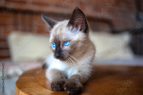 Young Siamese cat. Blue-eyed little Siamese cat © Agnieszka