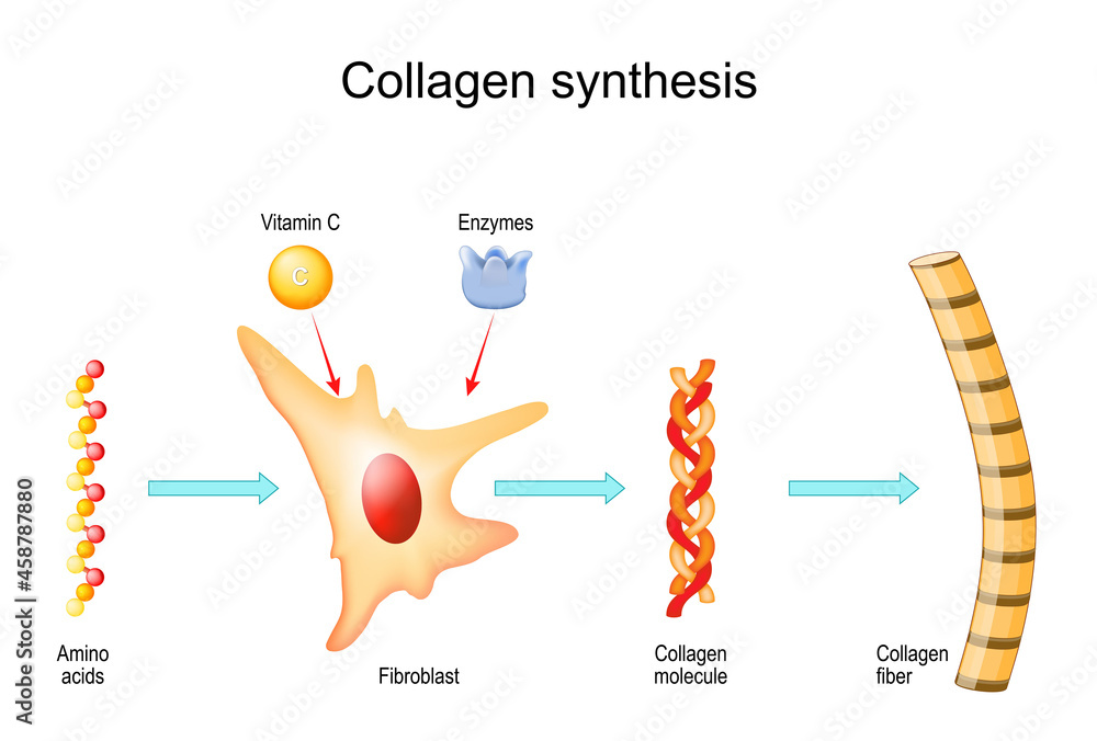 Vettoriale Stock Collagen synthesis with fibroblast, Vitamin C and Enzymes  | Adobe Stock