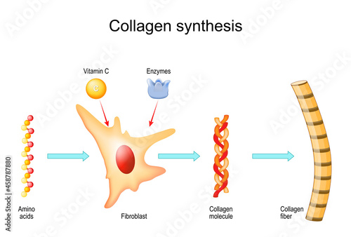 Collagen synthesis with fibroblast, Vitamin C and Enzymes photo