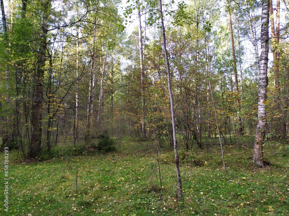 Obraz premium Bright colorful autumn day in forest 