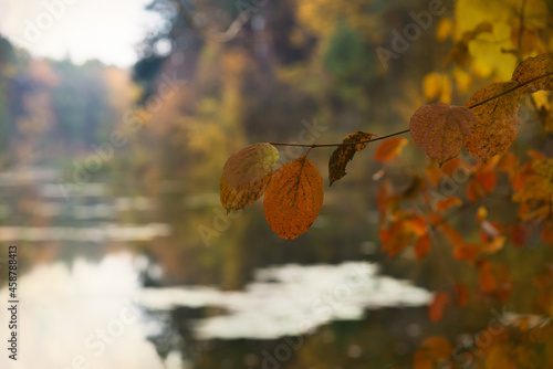 Autumn season forest pond