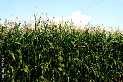 Corn field in Dobele  Latvia on a sunny day.