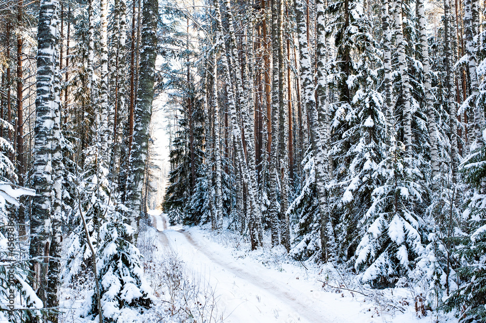 Fototapeta premium Winter forest