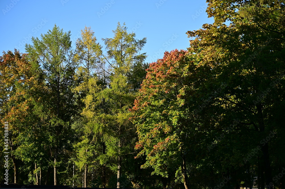 Naklejka premium trees in autumn