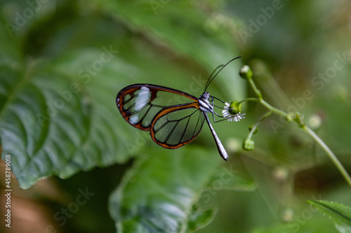 Closeup of a glasswing butterfly (Greta oto) on a green leaf photo
