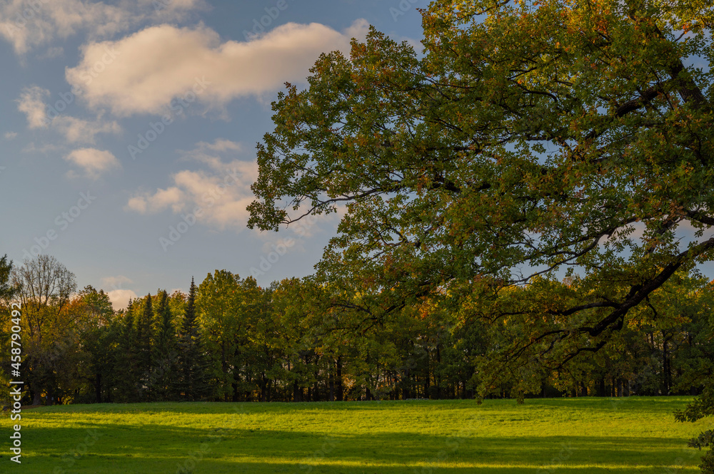 Fototapeta premium trees in the park