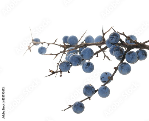Fresh blackthorn berries with twig, prunus spinosa isolated on white background