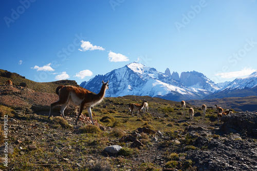 guanaco with patagonia mountain © porbital