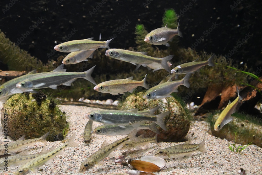 S wasserfische Im Aquarium Stock Photo Adobe Stock s-wasserfische-im-aquarium-stock-photo-adobe-stock