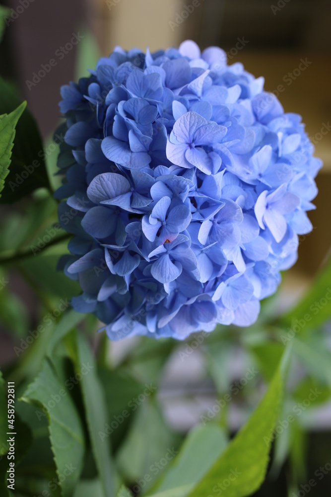 Selective focus of hortensia flower in the garden. Beautiful flower texture. Selective focus of hortensia flower in the garden. Beautiful flower texture.