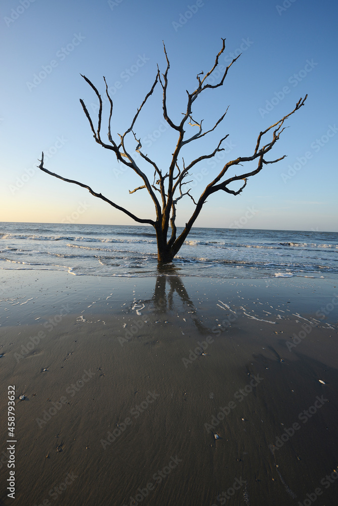 dead tree on beach