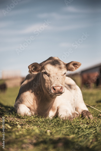 Charolais calf laying down in grassy field on a sunny day in the country photo