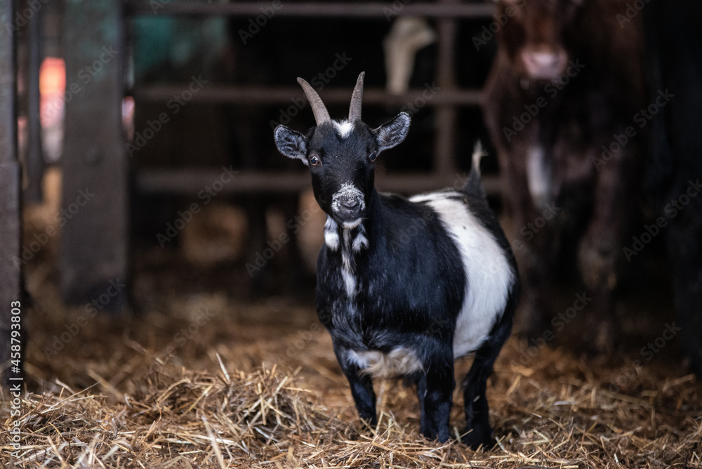 Cute black and white goat standing in clean barn in fresh straw with cow friends