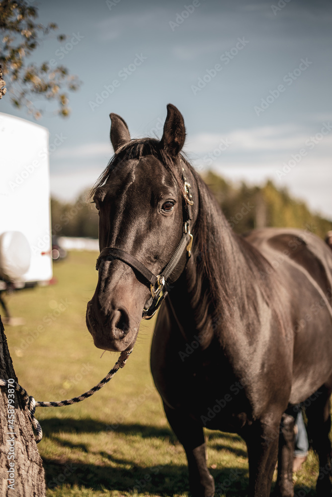 Fototapeta premium Beautiful close up on a black quarter horse in quebec canada in summer