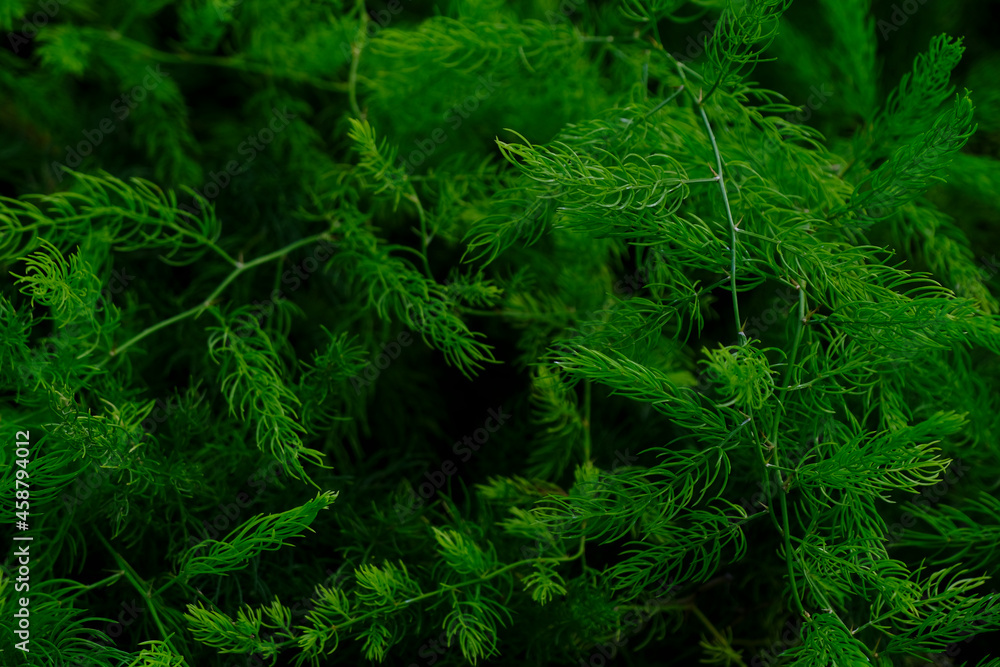 abstract backdrop or fresh green leaves texture background, monsoon mood