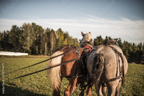 Two draft horses preparing to pull a carriage in a field outside in summer.